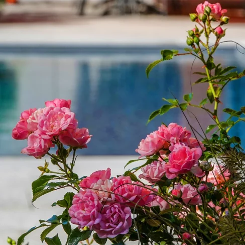 Rosen am Pool