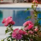 Rosen am Pool